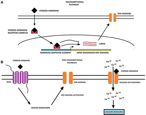 chanel 2 calcium and vitamin d|Ion Channel Regulation by Sex Steroid Hormones and Vitamin D .